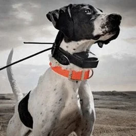 Gun Dog Supplies